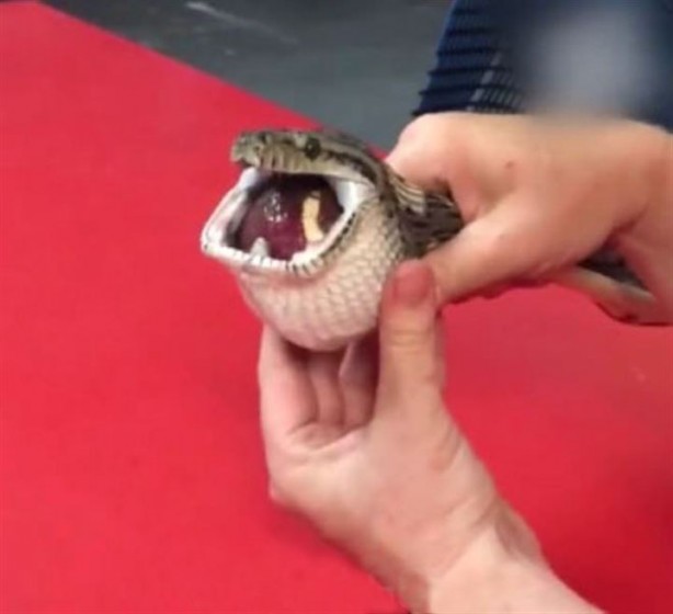 Foto - Tenis topu yutan yılan böyle kurtarıldı