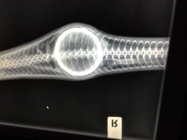 Foto - Tenis topu yutan yılan böyle kurtarıldı