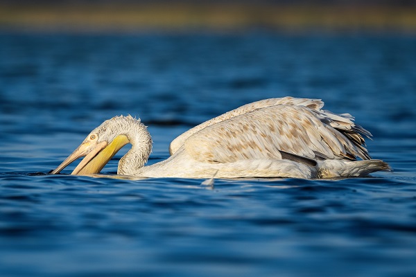 Foto - Tepeli pelikanlardan görsel şölen