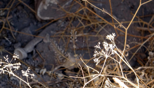Foto - Tepki çekti! 5 bin yıllık tarihi mezarlıkta bakın ne yaptılar