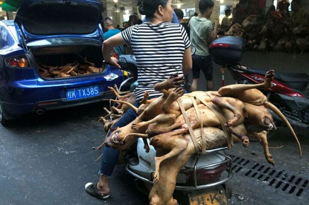 Foto - Tepkilere rağmen başladı! Mide bulandıran görüntüler