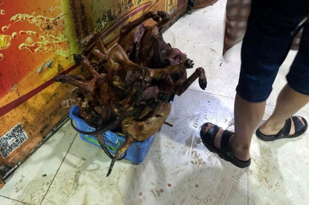 Foto - Tepkilere rağmen başladı! Mide bulandıran görüntüler