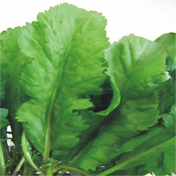 Foto - Tere saç dökülmesini önlüyor!