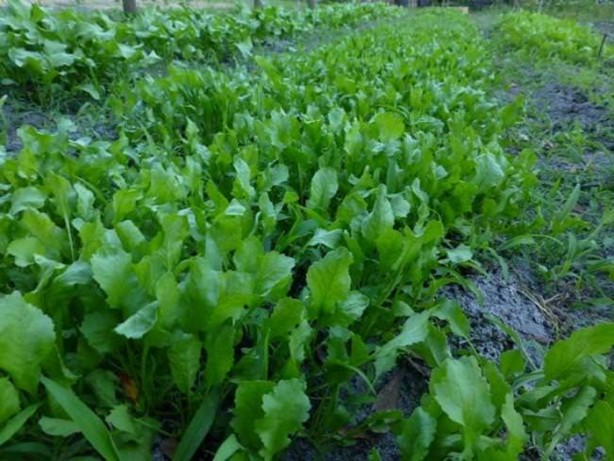Foto - Tere saç dökülmesini önlüyor!