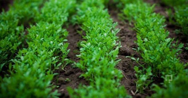 Foto - Tere saç dökülmesini önlüyor!