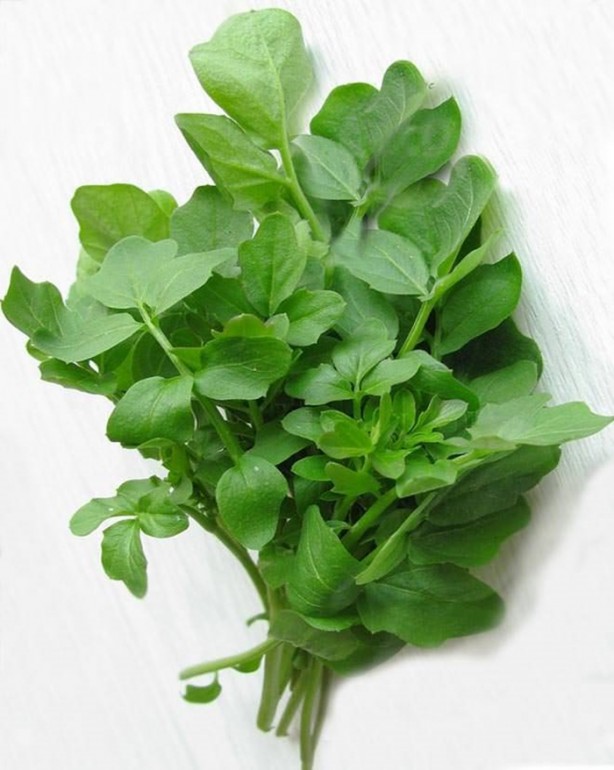 Foto - Tere saç dökülmesini önlüyor!