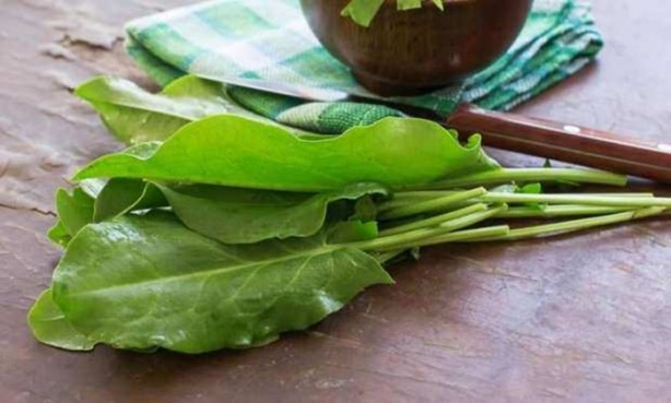 Foto - Tere saç dökülmesini önlüyor!