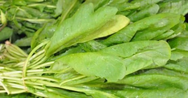 Foto - Tere saç dökülmesini önlüyor!