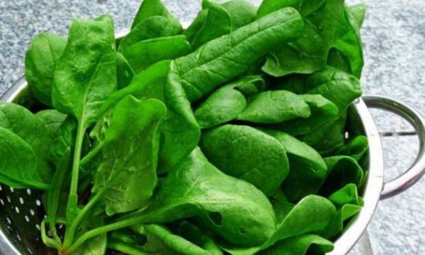 Foto - Tere saç dökülmesini önlüyor!