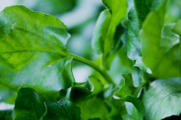 Foto - Tere saç dökülmesini önlüyor!