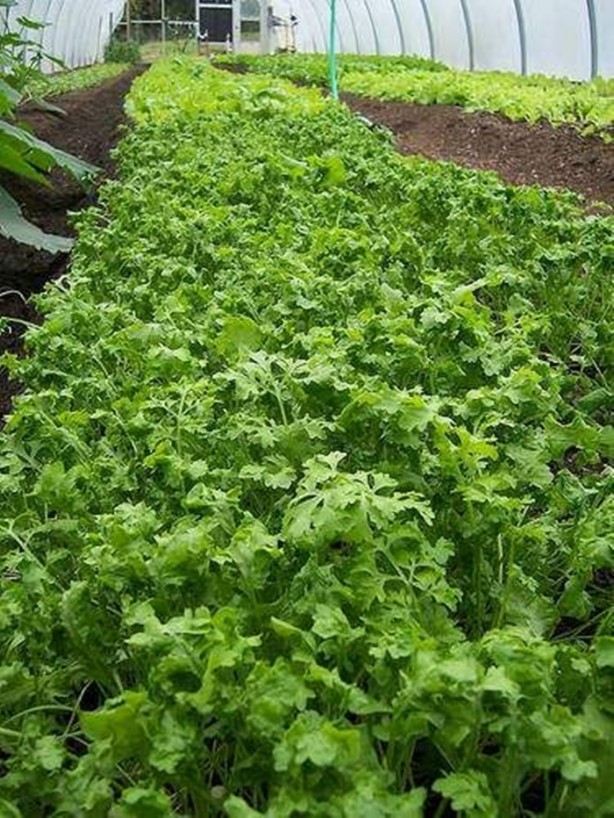 Foto - Tere saç dökülmesini önlüyor!