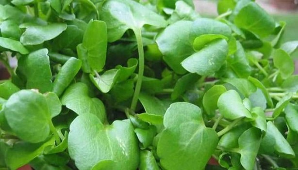 Foto - Tere saç dökülmesini önlüyor!