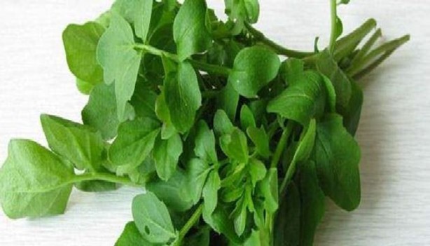 Foto - Tere saç dökülmesini önlüyor!