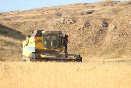 Foto - Terk edilmiş evde bulunan tohumlar tarlaya ekildi! Alınan sonuç tüm yetkilileri harekete geçirdi