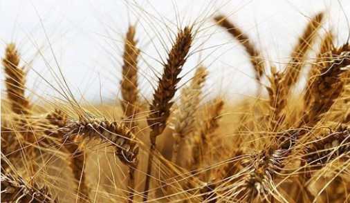Foto - Terk edilmiş evde bulunan tohumlar tarlaya ekildi! Alınan sonuç tüm yetkilileri harekete geçirdi