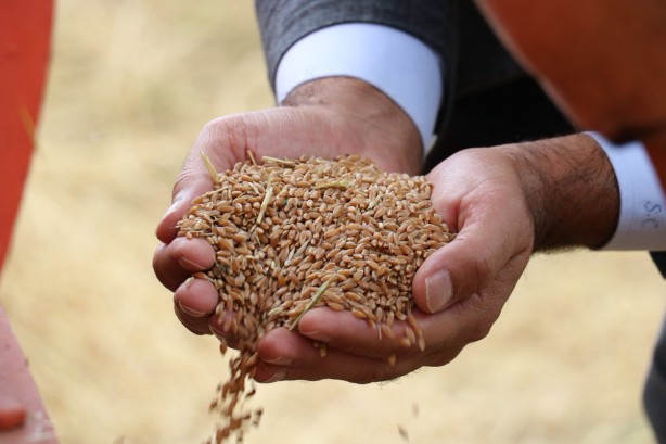 Foto - Terk edilmiş evde bulunan tohumlar tarlaya ekildi! Alınan sonuç tüm yetkilileri harekete geçirdi