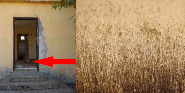 Terk edilmiş evde bulunan tohumlar tarlaya ekildi! Alınan sonuç tüm yetkilileri harekete geçirdi