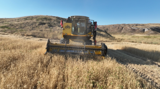 Foto - Terk edilmiş evde bulunan tohumlar tarlaya ekildi! Alınan sonuç tüm yetkilileri harekete geçirdi