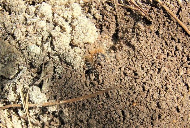 Foto - Terminatör böcekler görevde