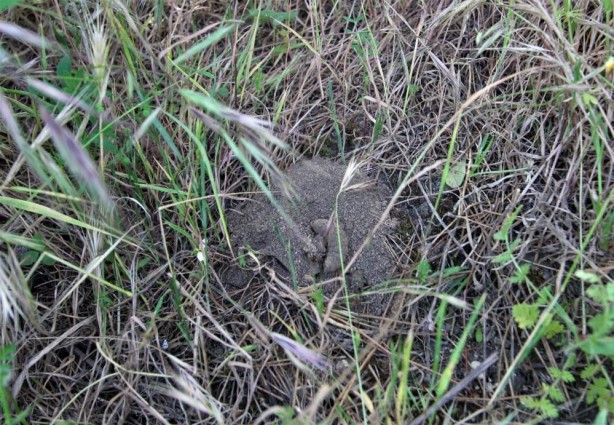 Terminatör böcekler görevde