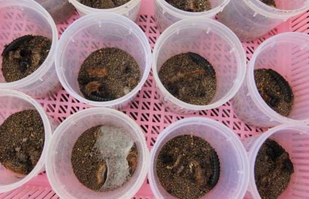 Foto - Terminatör böcekler görevde