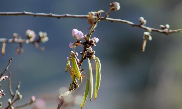 Foto - Termometreler 21 dereceyi gösterdi! O ilimizde ağaçlar çiçek açtı