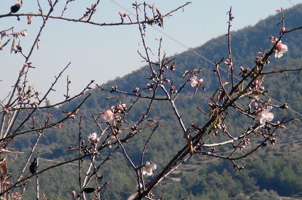 Foto - Termometreler 21 dereceyi gösterdi! O ilimizde ağaçlar çiçek açtı