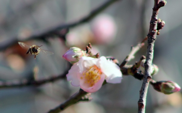 Foto - Termometreler 21 dereceyi gösterdi! O ilimizde ağaçlar çiçek açtı