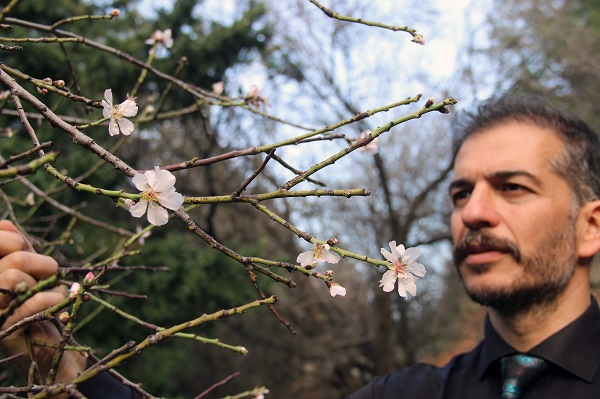 Foto - Termometreler 21 dereceyi gösterdi! O ilimizde ağaçlar çiçek açtı