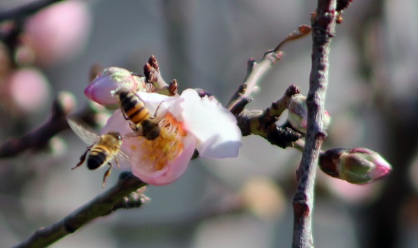 Foto - Termometreler 21 dereceyi gösterdi! O ilimizde ağaçlar çiçek açtı