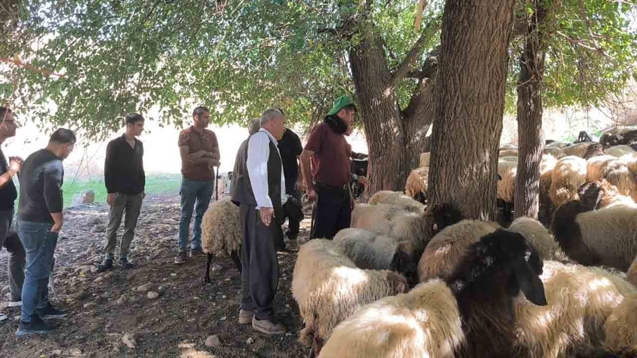 Foto - Terör bitti, akademik hayvancılık başladı: Cudi’de kurşun sesi yerine çobanlık eğitimi