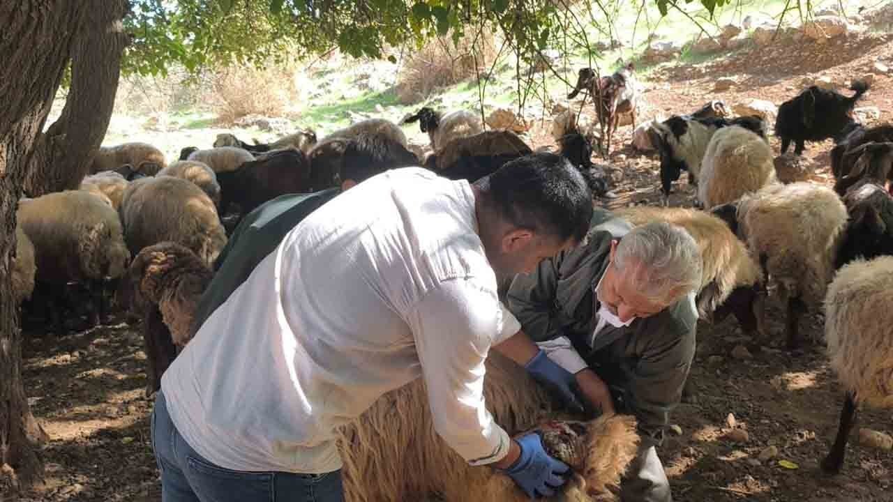 Foto - Terör bitti, akademik hayvancılık başladı: Cudi’de kurşun sesi yerine çobanlık eğitimi
