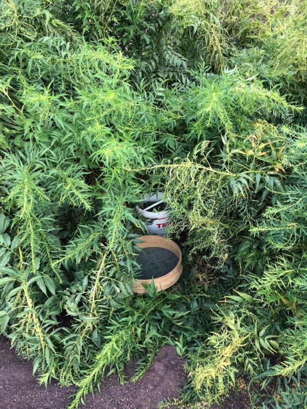 Foto - Terör örgütü PKK'nın finans kaynağına darbe!