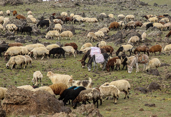 Foto - Terörden arındırılan Tendürek Dağı’nda büyük hazırlık