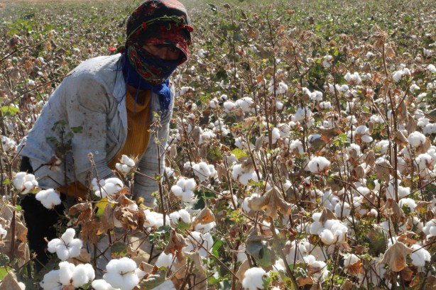 Foto - Terörden temizlenen Cudi Dağları'na ekildi! Öyle bir verim alındı ki, herkes şaşkın