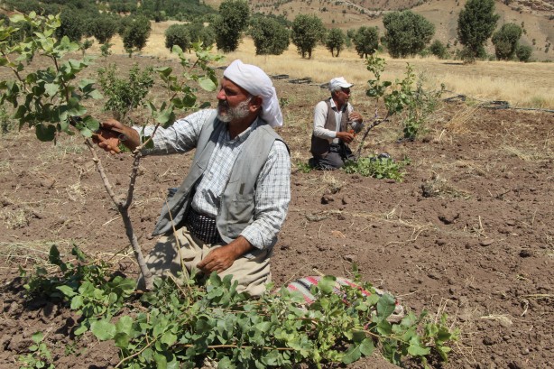 Foto - Teröristlerin kol gezdiği yerlerde şimdi fıstık yetiştiriliyor!