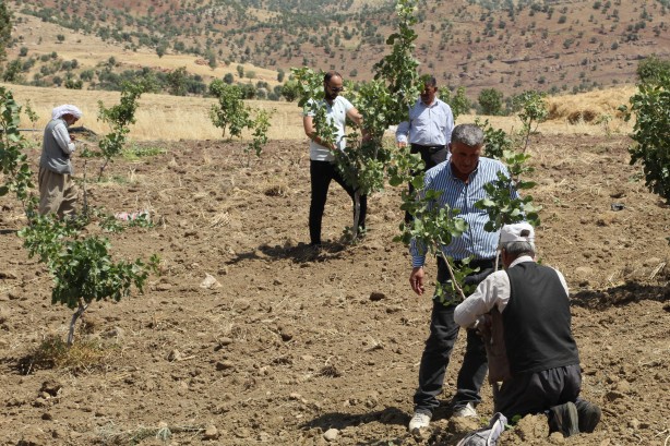 Foto - Teröristlerin kol gezdiği yerlerde şimdi fıstık yetiştiriliyor!