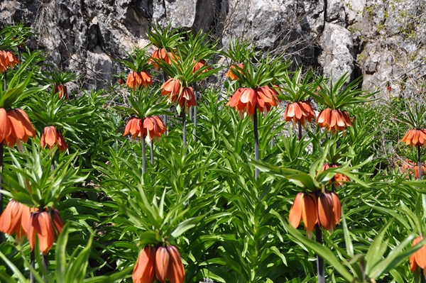 Foto - Ters laleler fotoğrafçıların rotası oldu