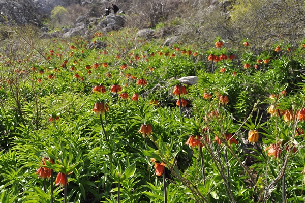 Foto - Ters laleler fotoğrafçıların rotası oldu