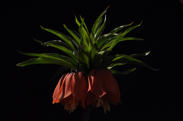 Ters laleler fotoğrafçıların rotası oldu