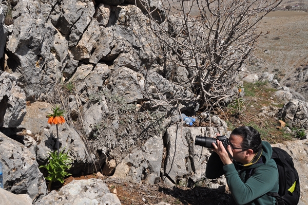 Foto - Ters laleler fotoğrafçıların rotası oldu
