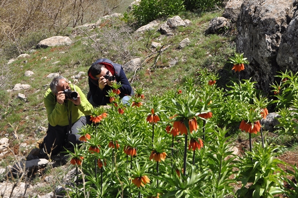 Foto - Ters laleler fotoğrafçıların rotası oldu