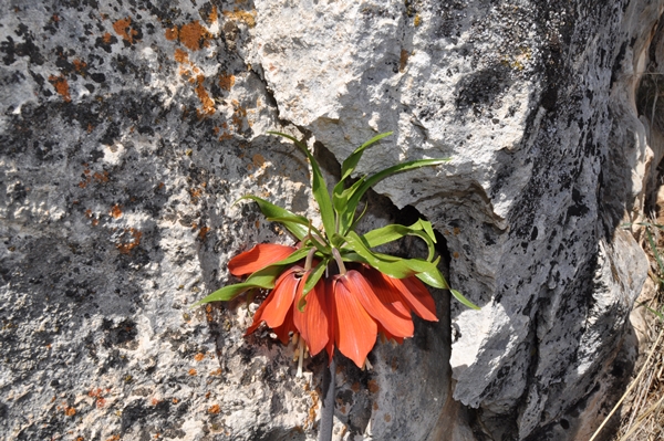 Foto - Ters laleler fotoğrafçıların rotası oldu