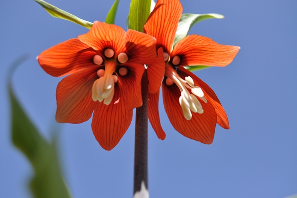 Foto - Ters laleler fotoğrafçıların rotası oldu