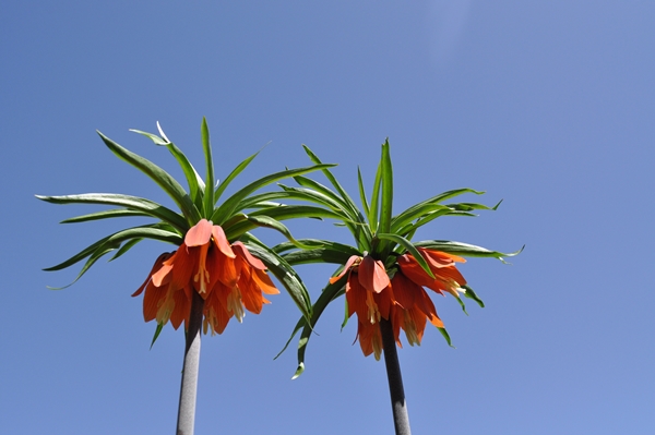 Foto - Ters laleler fotoğrafçıların rotası oldu