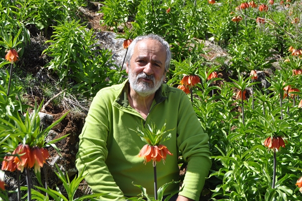 Foto - Ters laleler fotoğrafçıların rotası oldu