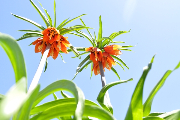 Foto - Ters laleler fotoğrafçıların rotası oldu