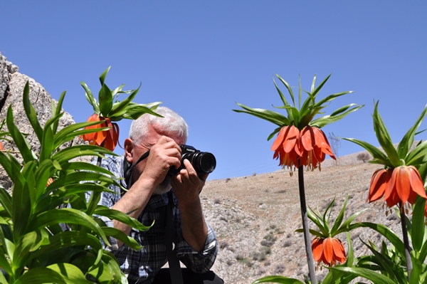 Foto - Ters laleler fotoğrafçıların rotası oldu