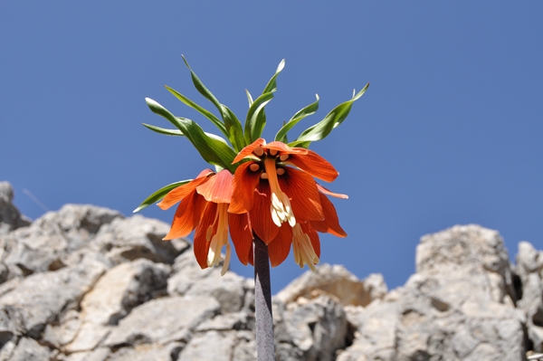 Foto - Ters laleler fotoğrafçıların rotası oldu