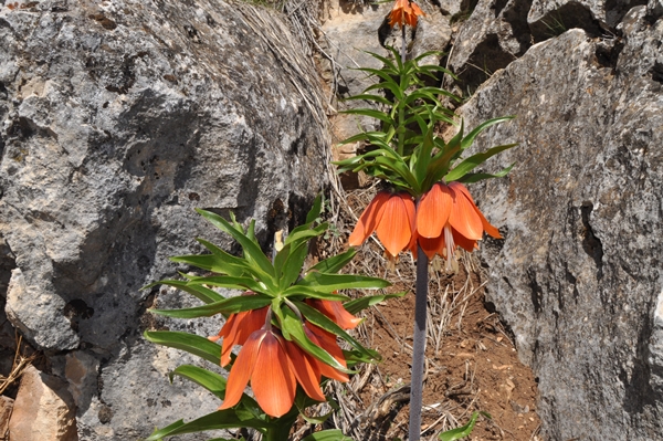 Foto - Ters laleler fotoğrafçıların rotası oldu